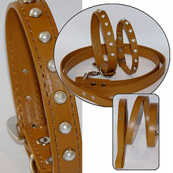 newsletter collier chien