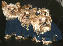 livre d'or collier chien
