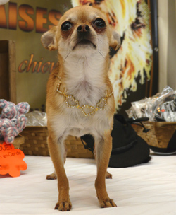 livre d'or accessoires chihuahua