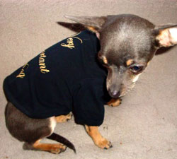 promotions accessoires chihuahua